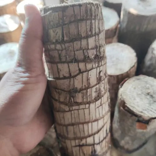Macadve™ Brazilian Lucky Wood Plant