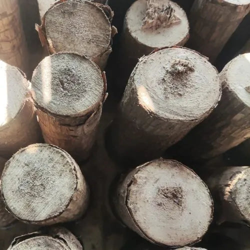 Macadve™ Brazilian Lucky Wood Plant