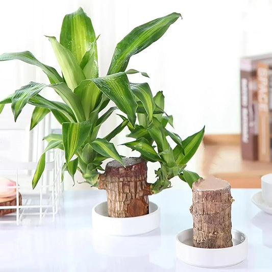 Green Fortune: How the Macadve™ Brazilian Lucky Wood Plant Brings Prosperity and Positivity to Your Space?