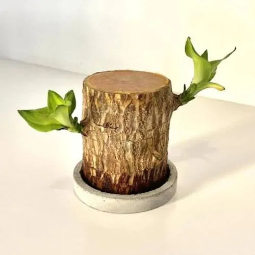 Easy Elegance: Transform Your Home with the Macadve™ Brazilian Lucky Wood Plant