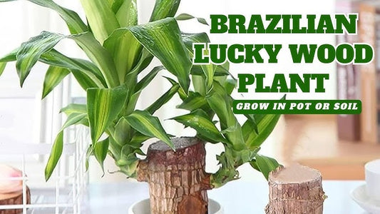 The Symbolism and Benefits of the Brazilian Lucky Wood Plant