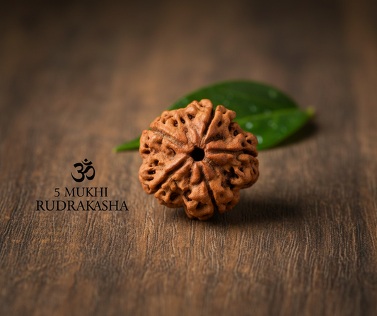 Original 5 Mukhi Rudraksha